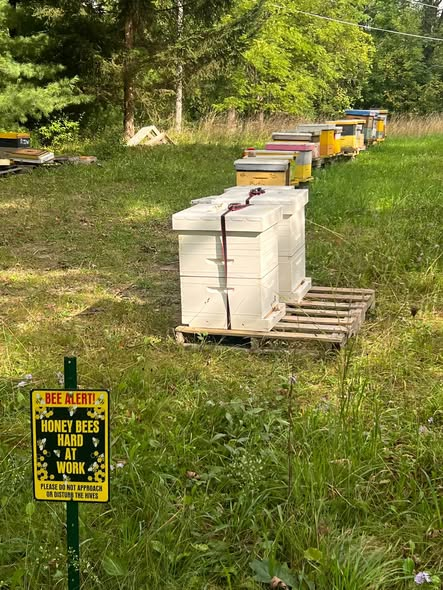 Zip and Zap arriving at the community apiary