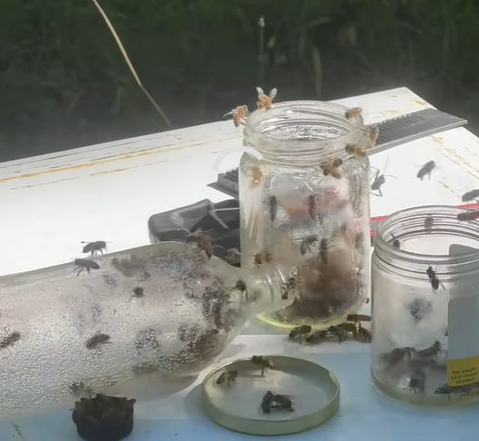 Bees cleaning empty honey jars