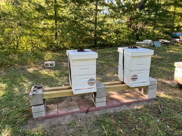 Zip and Zap resting on their new hive platform
